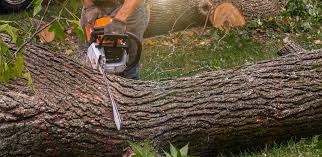 Trusted Leesport, PA  Tree Services Experts